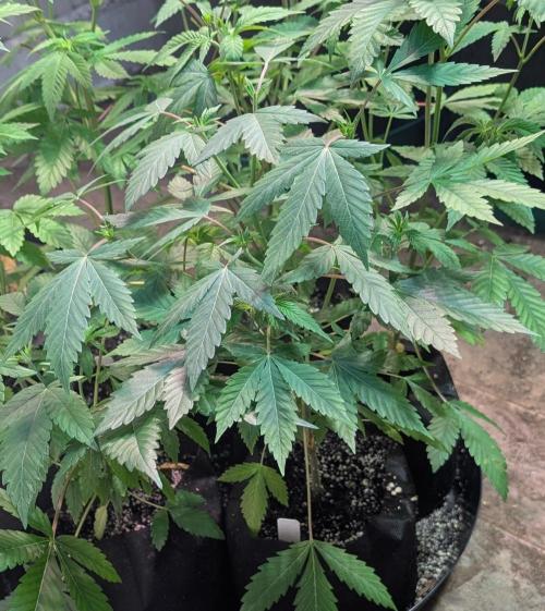 Aura Hash. Week 5