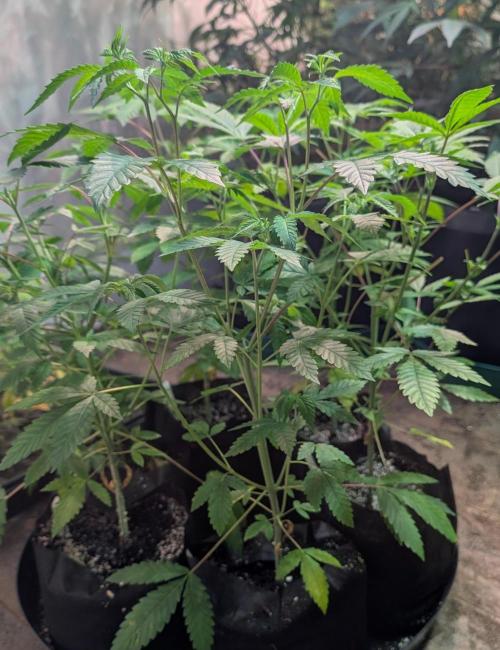 Papaya Stank. Week 5