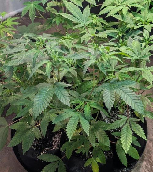 Papaya Stank. Week 5