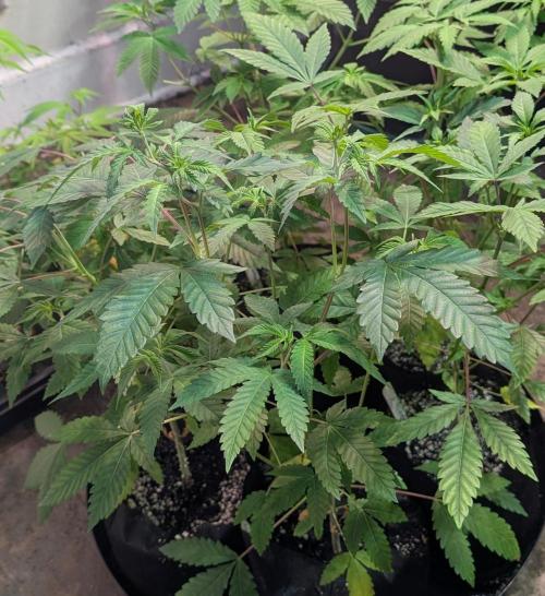 Papaya Stank. Week 5