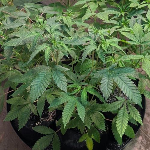 Papaya Stank. Week 5