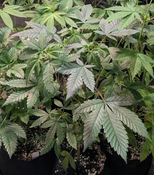 GMO Cookies. Week 5