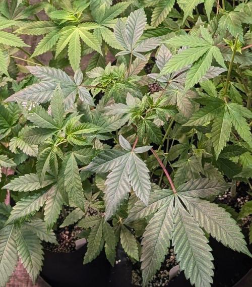 GMO Cookies. Week 5