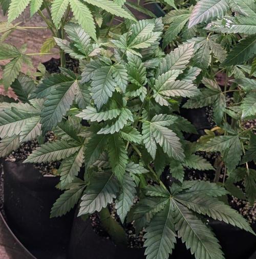 Grampa Zombie. Week 5