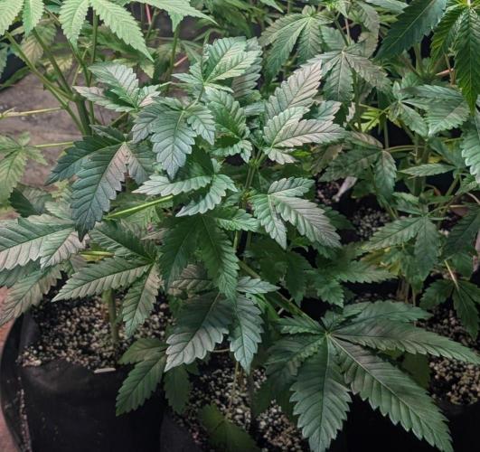 Grampa Zombie. Week 5