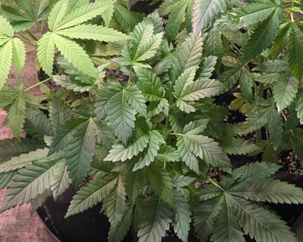 Grandpa Zombie genetics. Week 5