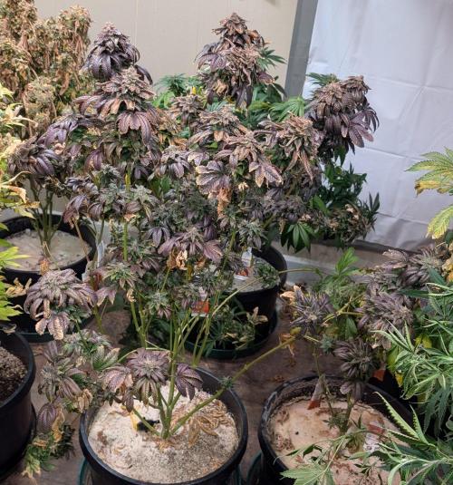 Pink Gelato. Week 27