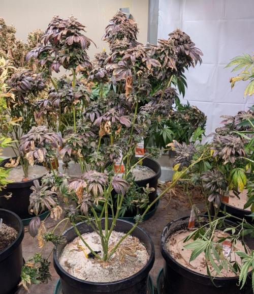 Pink Gelato. Week 27