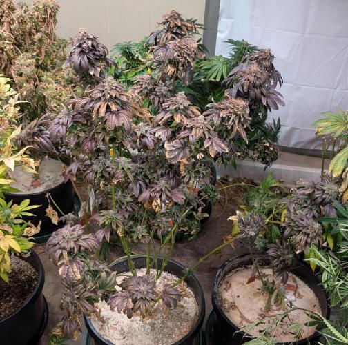 Pink Gelato. Week 27