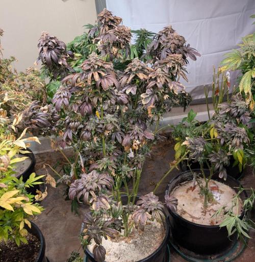 Pink Gelato. Week 27