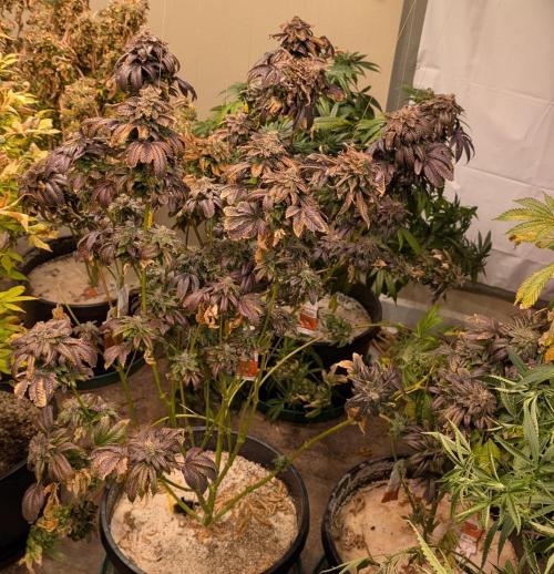 Pink Gelato. Week 27