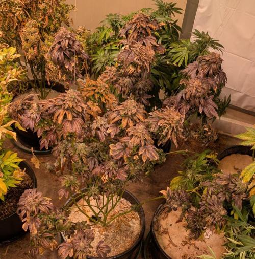 Pink Gelato. Week 27