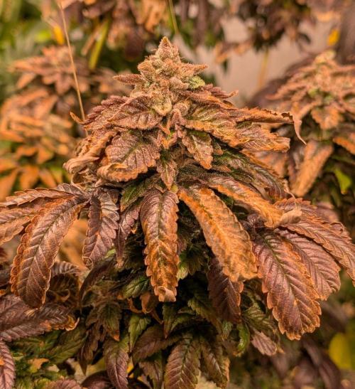 Pink Gelato. Week 27
