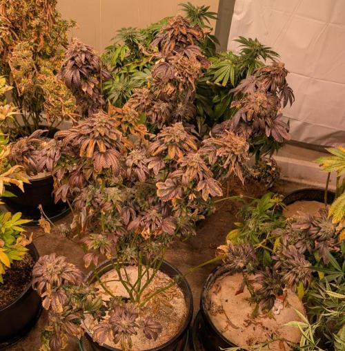 Pink Gelato. Week 27