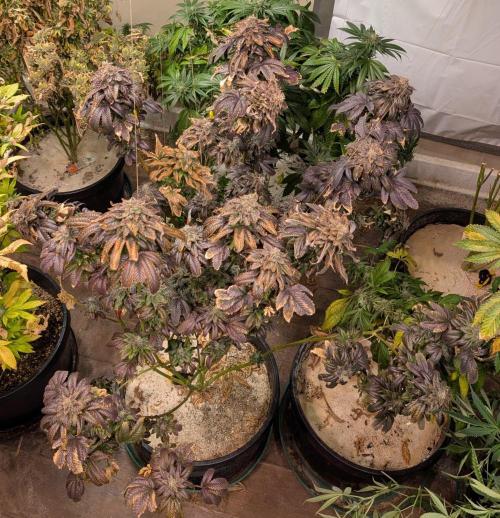 Pink Gelato. Week 27