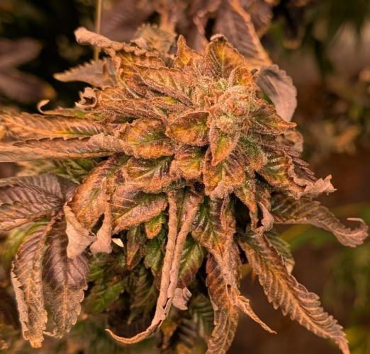 Pink Gelato. Week 27