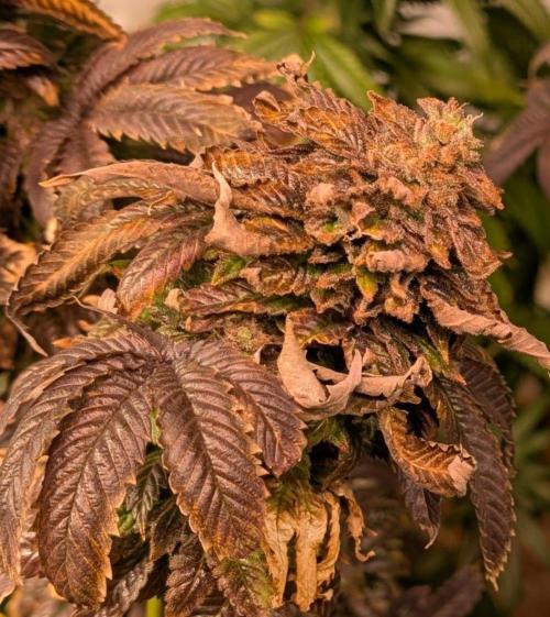 Pink Gelato. Week 27