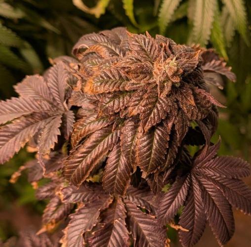 Pink Gelato. Week 27