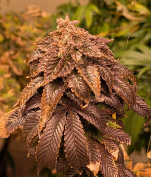 Pink Gelato. Week 27