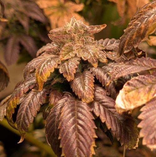 Pink Gelato. Week 27