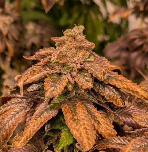 Pink Gelato. Week 27