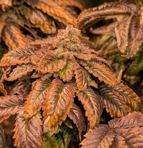 Pink Gelato. Week 27