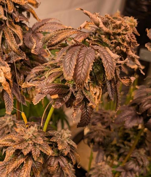 Pink Gelato. Week 27