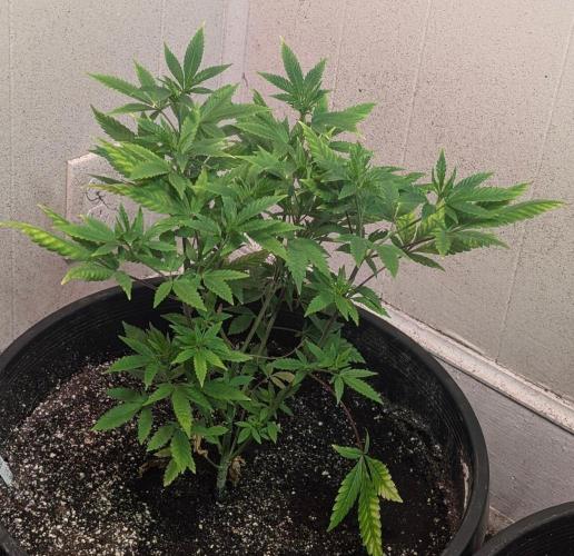 Amnesi-K Haze. Week 6