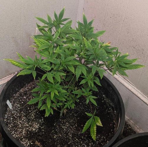 Amnesi-K Haze. Week 6