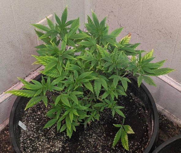 Amnesi-K Haze. Week 6