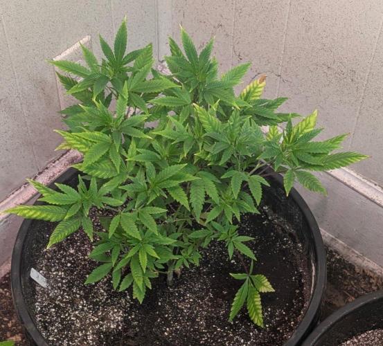 Amnesi-K Haze. Week 6