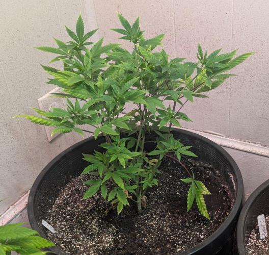Amnesi-K Haze. Week 6