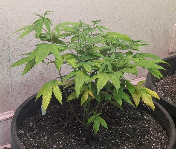 Aura Hash. Week 6
