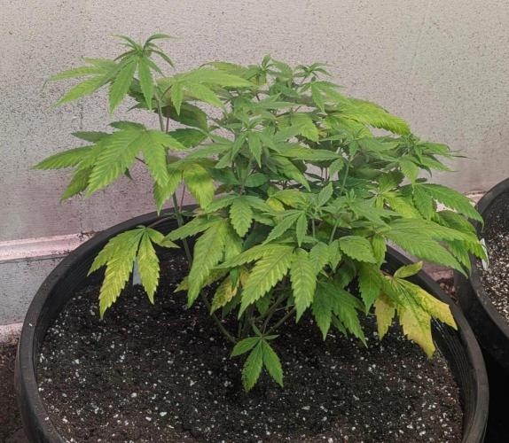 Aura Hash. Week 6