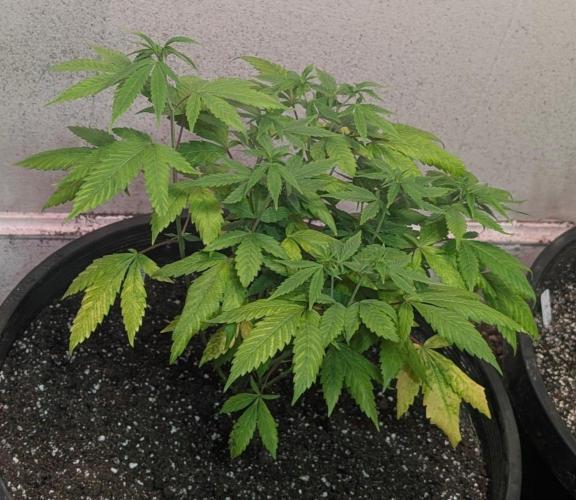 Aura Hash. Week 6