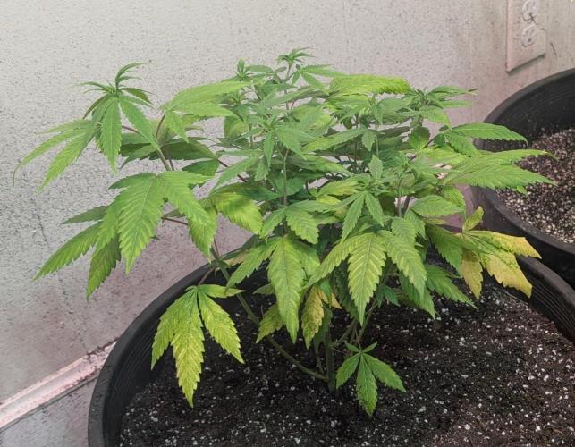 Aura Hash. Week 6
