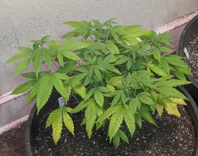 Aura Hash. Week 6