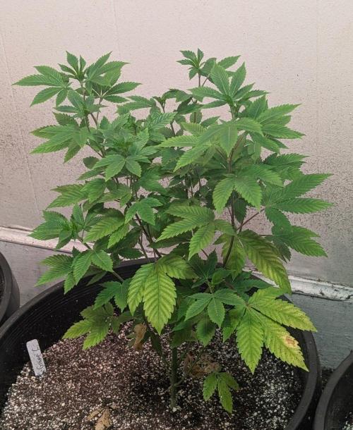Grape and Cream. Week 6