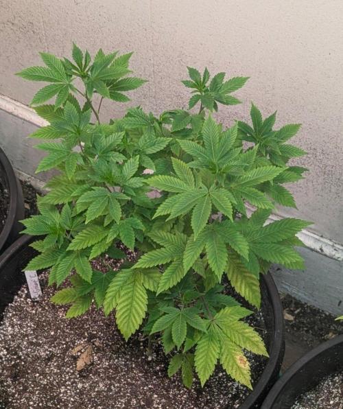Grape and Cream. Week 6