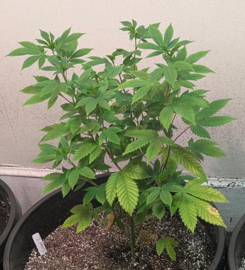 Grape and Cream. Week 6