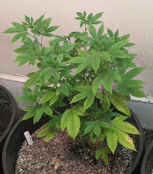 Grape and Cream. Week 6