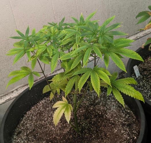 Banana Fumes. Week 6
