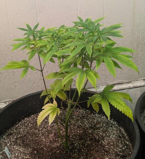 Banana Fumes. Week 6