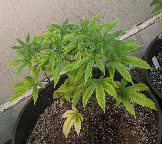 Banana Fumes. Week 6