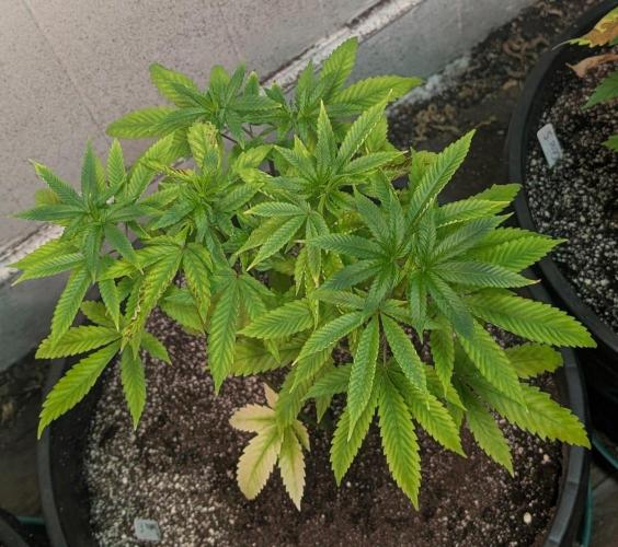 Banana Fumes. Week 6