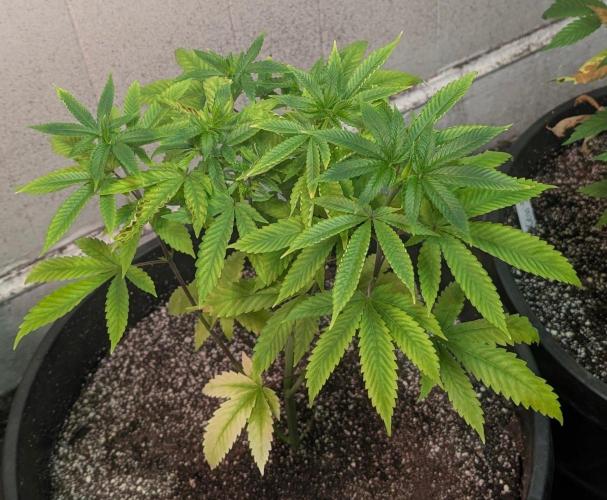 Banana Fumes. Week 6