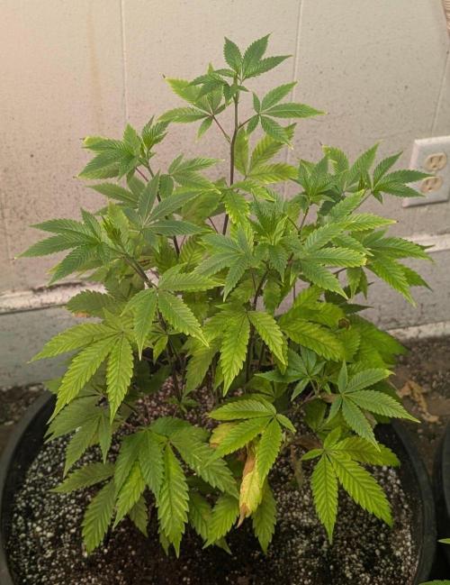 Citrus Slurp. Week 6