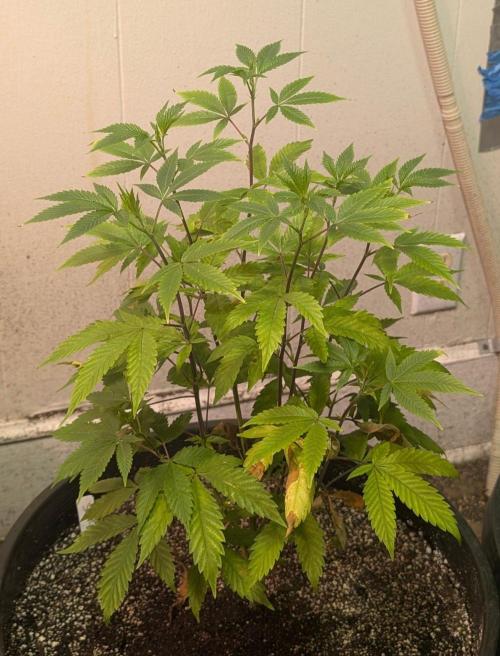 Citrus Slurp. Week 6