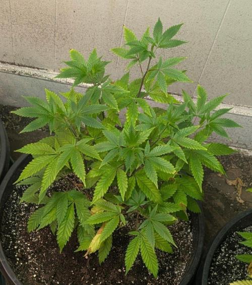 Citrus Slurp. Week 6