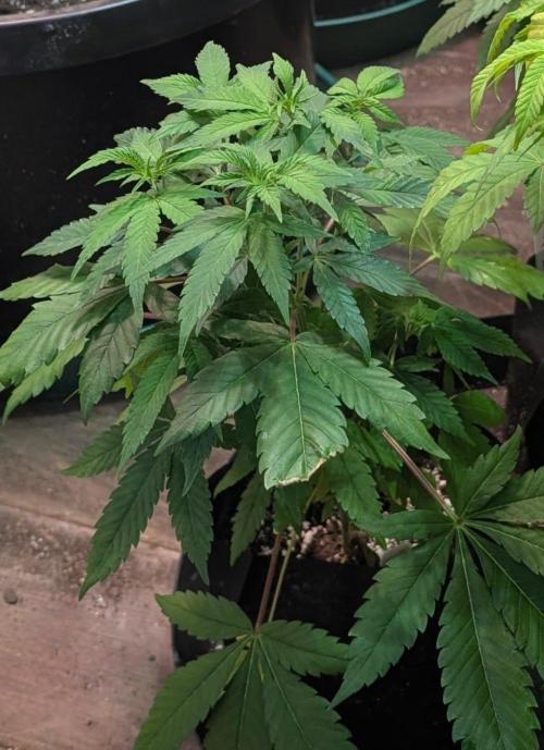Amnesia Gas. Week 6